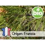 Aceite Esencial de Pino de Alepo Silvestre y BIO