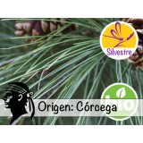 Aceite Esencial de Pino Laricio Silvestre y BIO