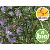 Aceite Esencial de Romero Verbenona Silvestre y BIO