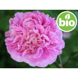 Aceite Esencial de Rosa Afgana BIO