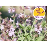 Aceite Esencial de Salvia Triloba Silvestre