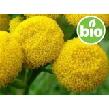 Aceite Esencial de Tanaceto Azul (Tansy Blue) - BIO