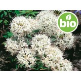 Aceite Esencial de Té de Labrador BIO
