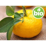 Aceite Esencial de Yuzu BIO