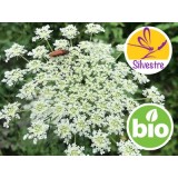 Aceite Esencial de Zanahoria Silvestre BIO - Qt. Acetato de Geranilo