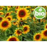Aceite de Girasol Virgen 1ª presión BIO