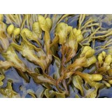Fucus en polvo