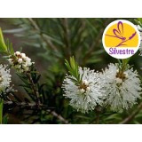 Aceite Esencial de Árbol del té Australiano - Silvestre