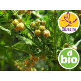Aceite Esencial de Artemisa Annua BIO - Silvestre