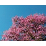 Palo Rosa - Natural Idéntico