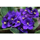 Fragancia de Violeta recién Cortada