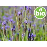 Aceite Esencial de Espliego BIO