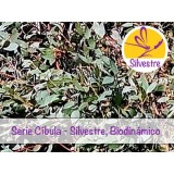 Aceite Esencial de Eucalipto Dives - Silvestre