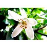 Aroma de Azahar