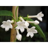 Fragancia de Jazmín Fresh