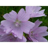 Fragancia de Almizcle Blanco / Musk