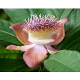 Fragancia de Flor de Champa