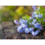 Fragancia de Flor de No me olvides