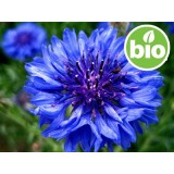 Hidrolato de Aciano BIO - Estabilizado.