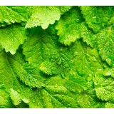 Hidrolato de Melisa BIO