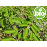 Moringa en polvo BIO