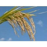 Almidón de Arroz purificado phEur / USP.