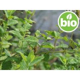Aceite Esencial de Hierbabuena BIO