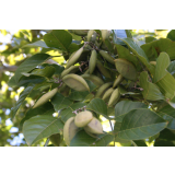Aceite de Karanja de 1ª presión