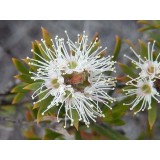 Aceite Esencial de Kunzea Silvestre