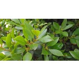 Hidrolato de Laurel BIO - Microfiltrado