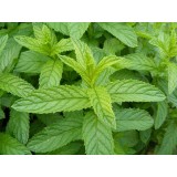 Hidrolato de Menta BIO 100% puro