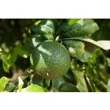 Aceite Esencial de Petitgrain de Clementina BIO