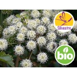 Aceite Esencial de Raíz de Angélica Silvestre y BIO