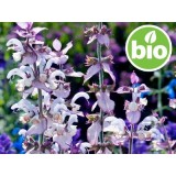 Aceite Esencial de Salvia Romana BIO