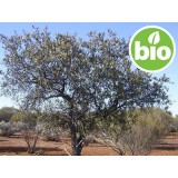 Aceite Esencial de Sándalo Spicatum BIO