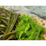 Ulvanean® Posidonia
