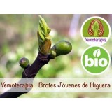 Higuera Brotes Jóvenes - Yemoterapia