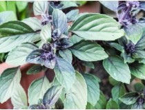Aceite Esencial de Albahaca Alcanforada