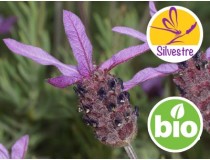 Aceite Esencial de Cantueso BIO
