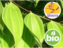 Aceite Esencial de Canela del Himalaya Silvestre y BIO