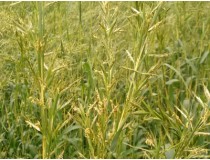 Aceite Esencial de Gingergrass