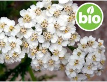 Aceite Esencial de Milenrama Silvestre y BIO