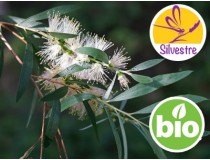 Aceite Esencial de Niaouli Silvestre - Qt. Nerolidol