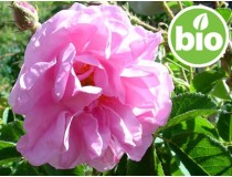 Aceite Esencial de Rosa Búlgara Otto BIO