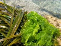 Ulvanean® Posidonia