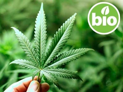 Aceite de Cáñamo Virgen BIO de 1ª presión