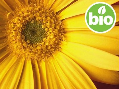 Aceite de Árnica BIO en Oliva BIO