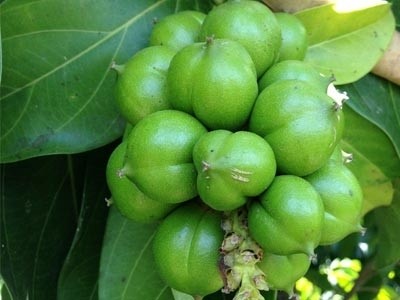 Aceite de Cacay 1º presión en frío BIO