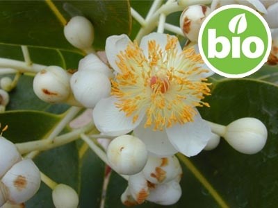 Aceite de Calófilo - Tamanú Virgen 1ª presión BIO