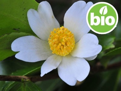 Aceite de Camelia Oleifera Virgen de 1ª presión BIO